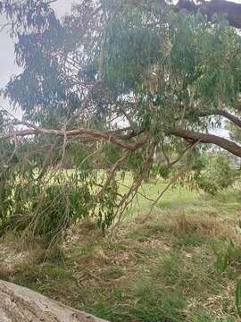 Image of Eucalyptus viminalis subsp. pryoriana (L. A. S. Johnson) M. I. H. Brooker & A. V. Slee