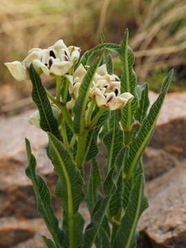 Image of Pachycarpus schinzianus (Schltr.) N. E. Br.