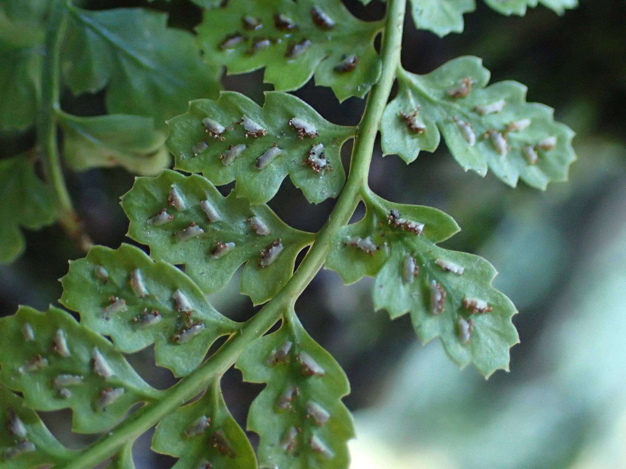 Image of Asplenium foreziense Le Grand ex Magnier