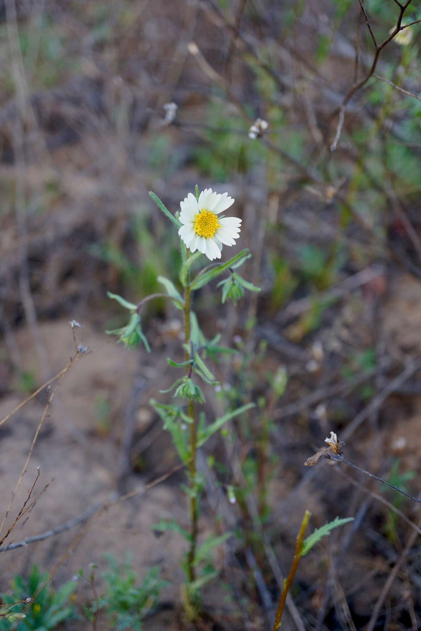 Image of Layia erubescens B. G. Baldwin