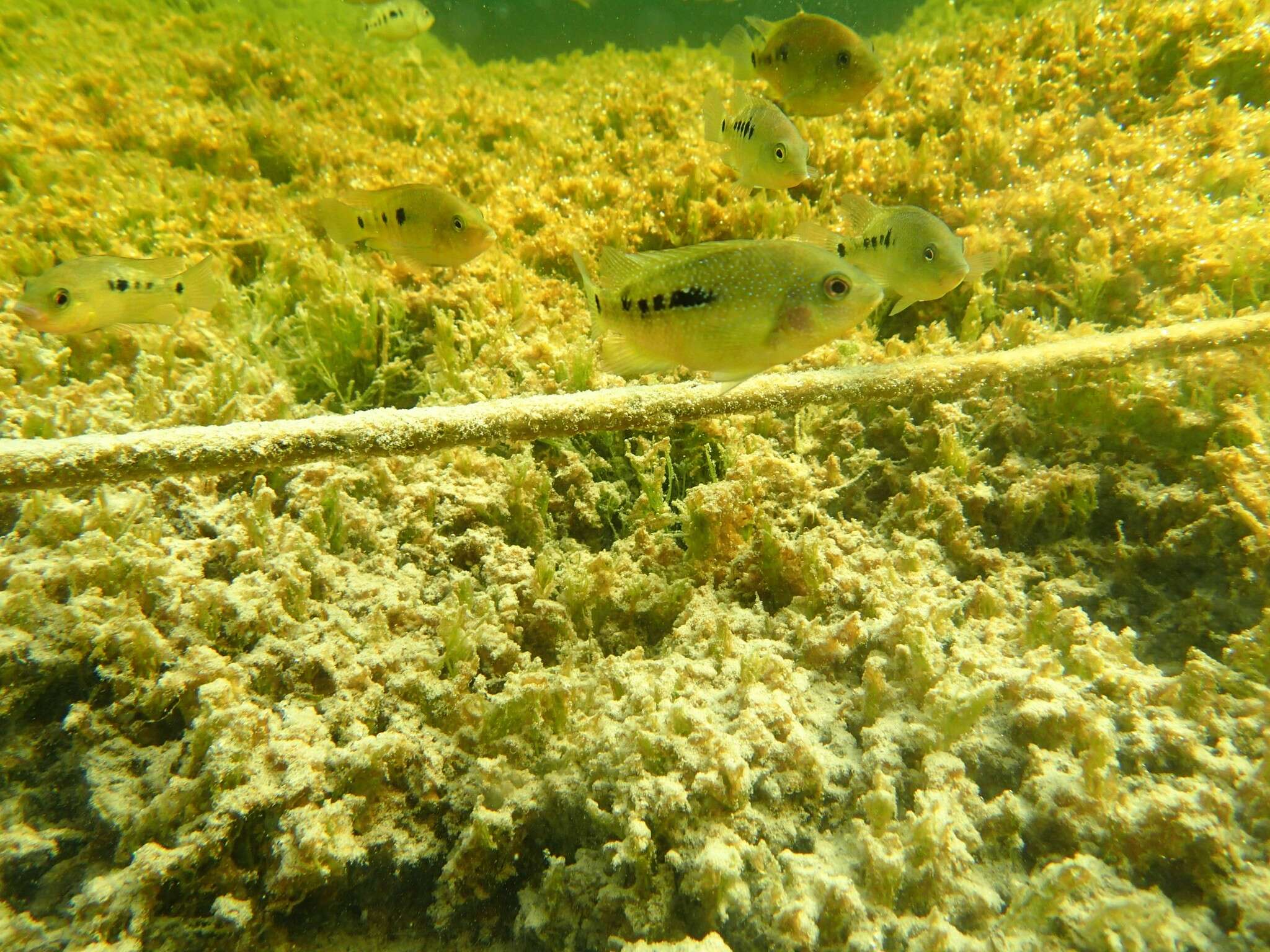 Image of Minckley's cichlid