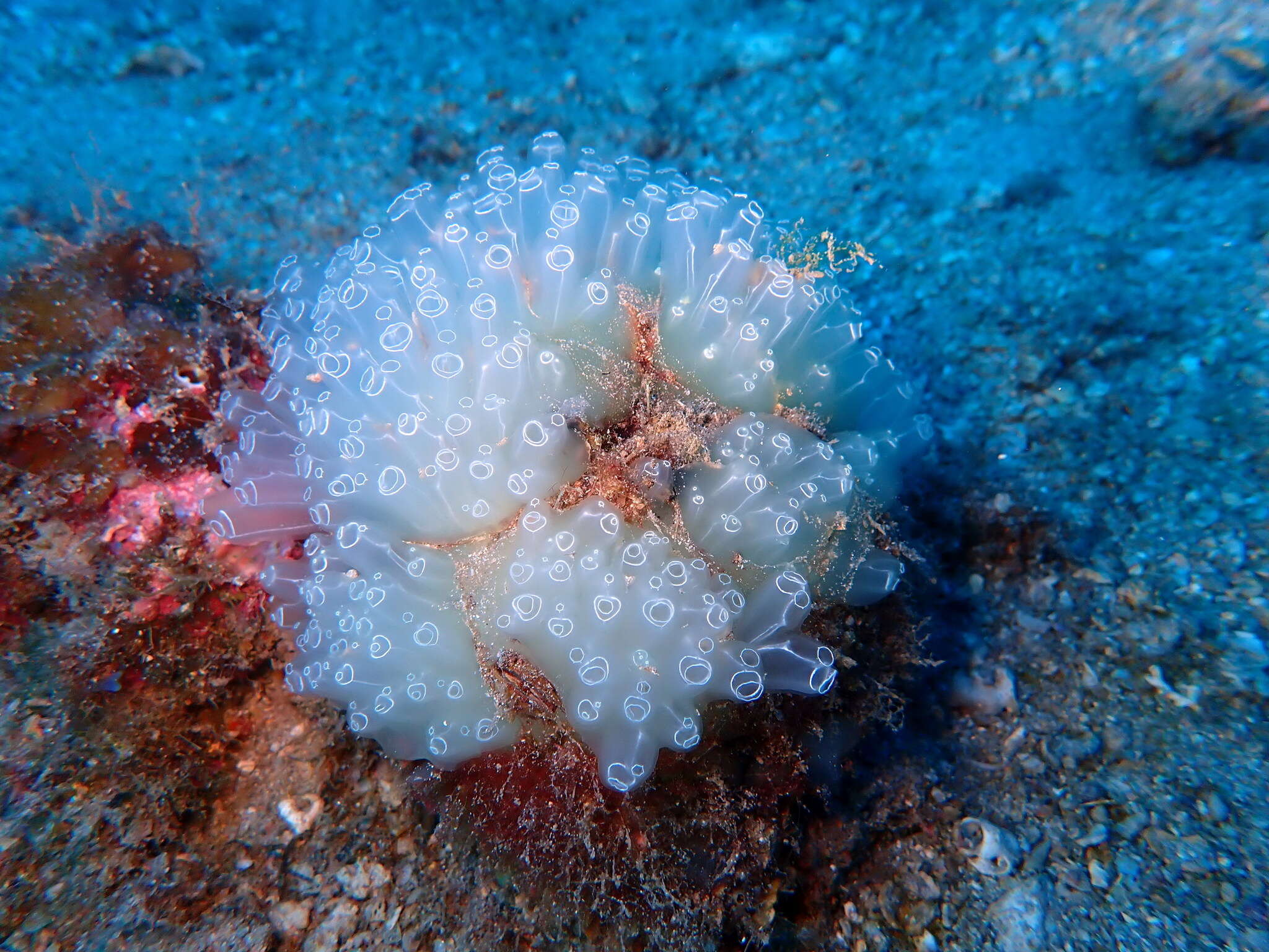 Image of football ascidian