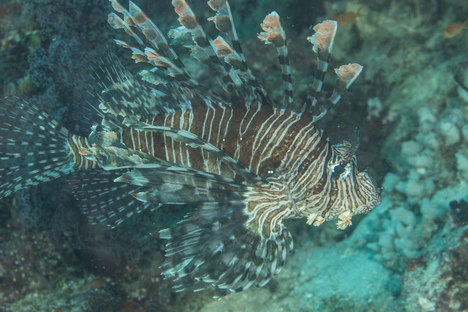 Image of Common lionfish