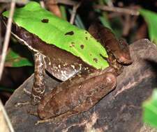 Image of large odorous frog