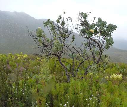 Image of Wagon tree