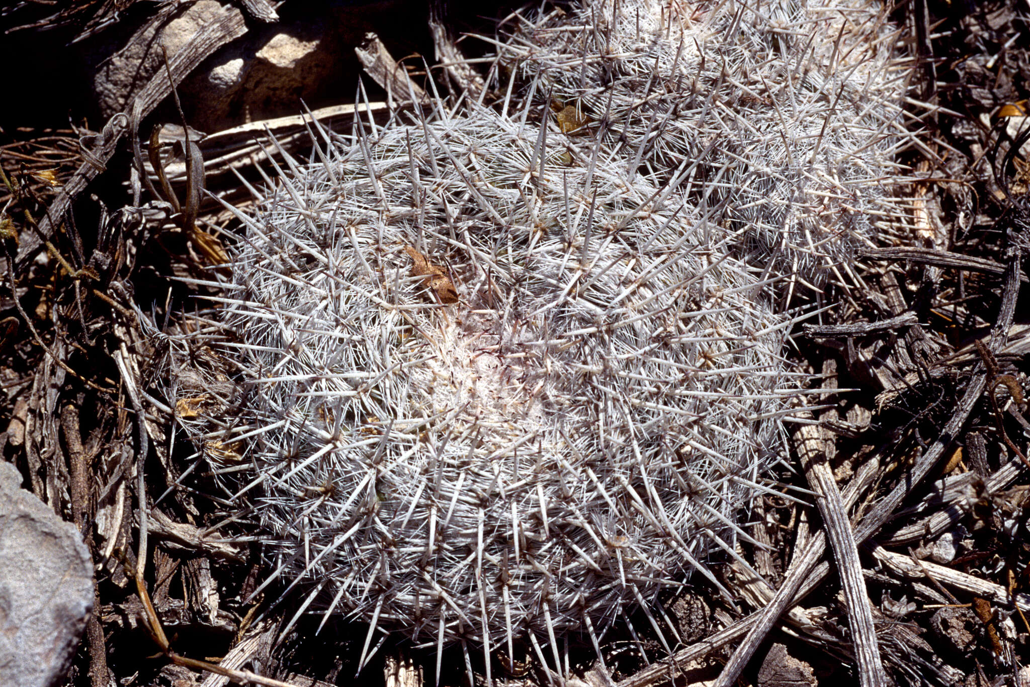 Image de Mammillaria parkinsonii Ehrenb.