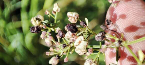 Image of Galium pseudoboreale Klokov