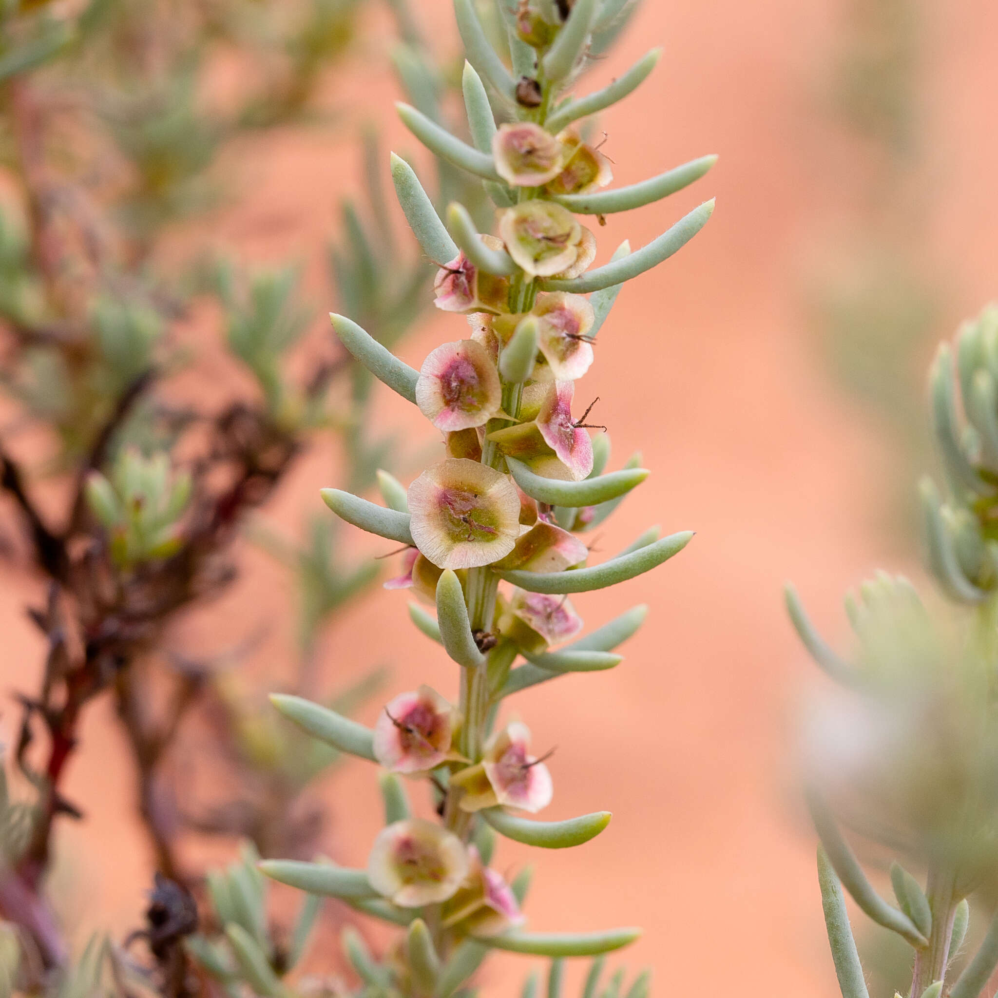 Image of Three-wing Bluebush