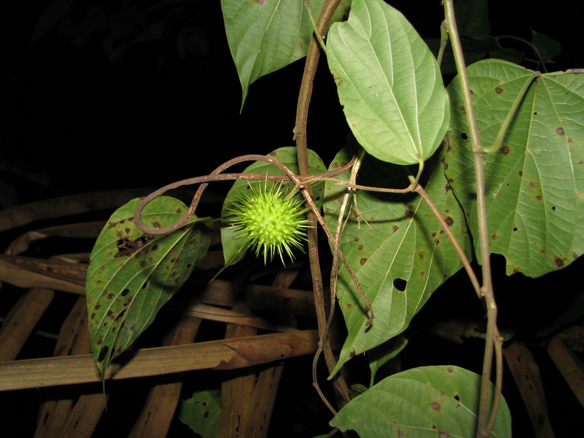 Imagem de Byttneria catalpifolia Jacq.