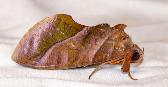 Image of Eudocima homaena (Hübner 1823)