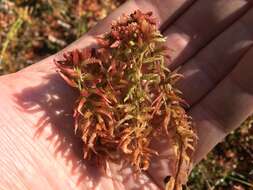 Imagem de <i>Sphagnum medium</i>