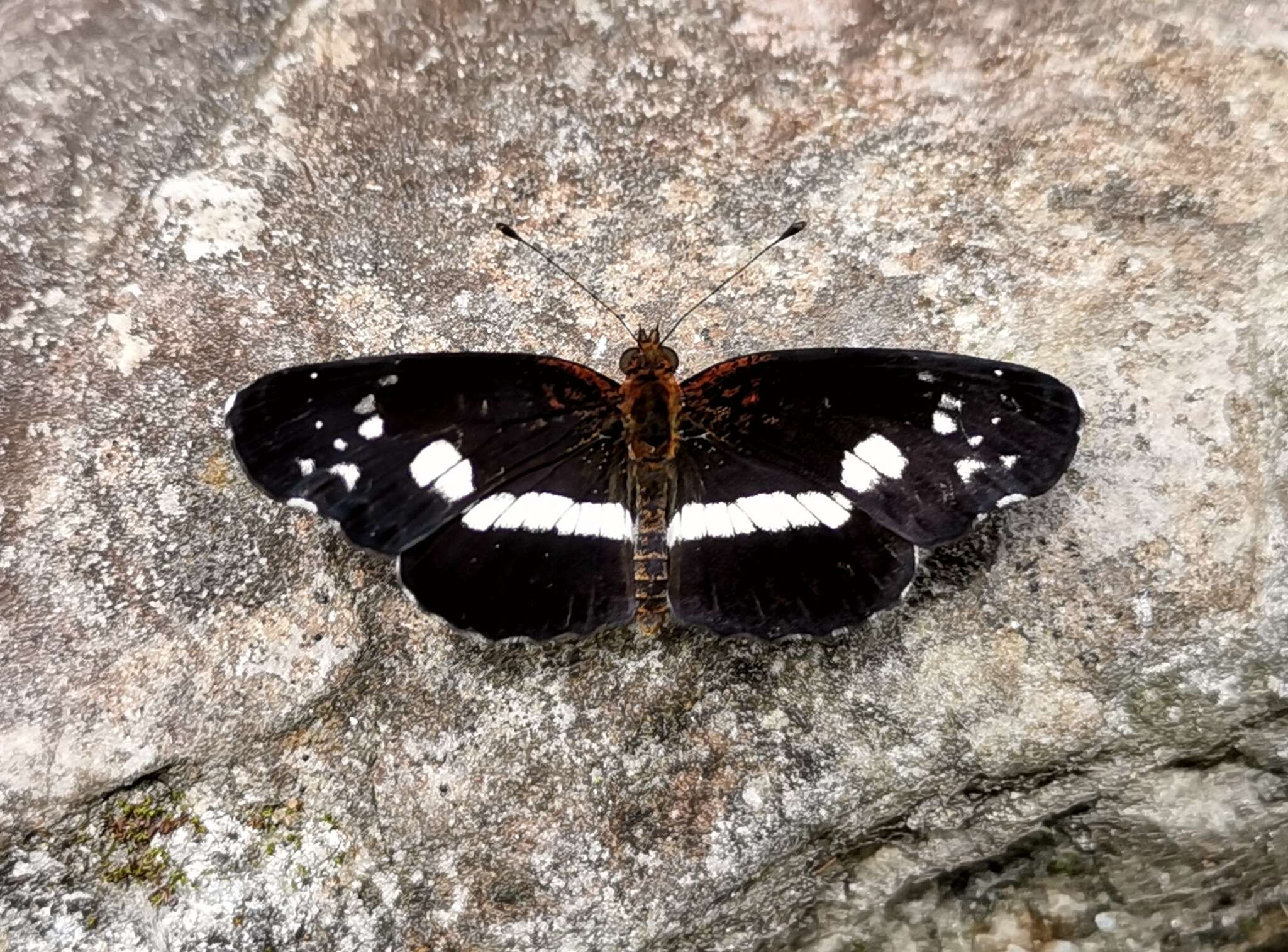 Image of Castilia myia Hewitson 1864