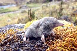 Image of Ecuadorean Small-eared Shrew