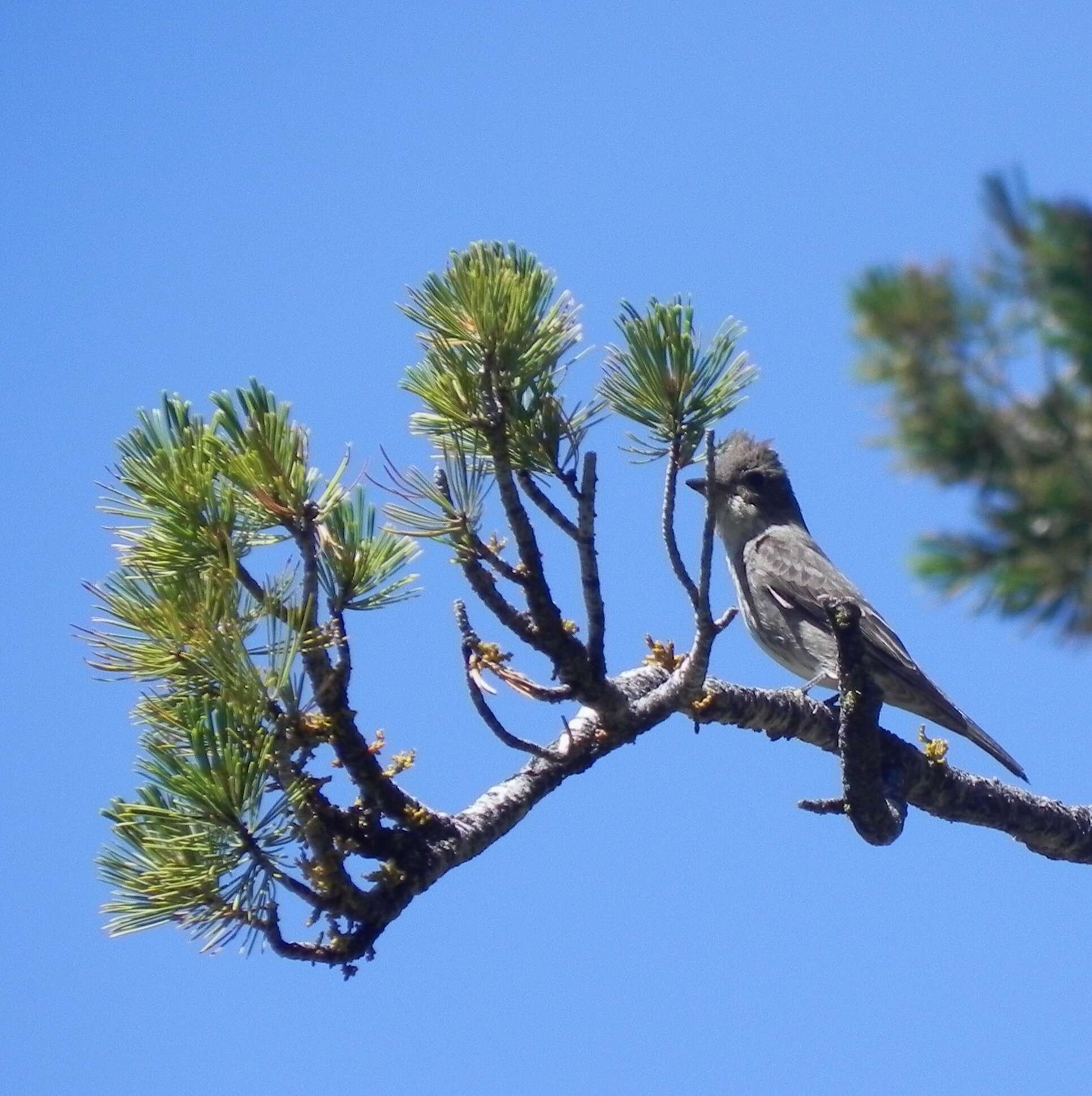 Image of Olive-Sided Flycatcher