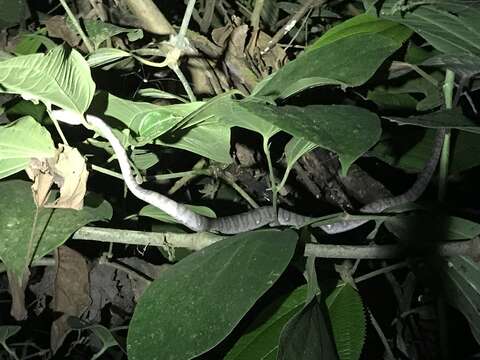 Image of Ringed Tree Boa