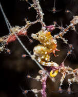 Image of Pontoh`s Pygmy Seahorse