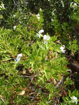 Imagem de Pelargonium ribifolium Jacq.