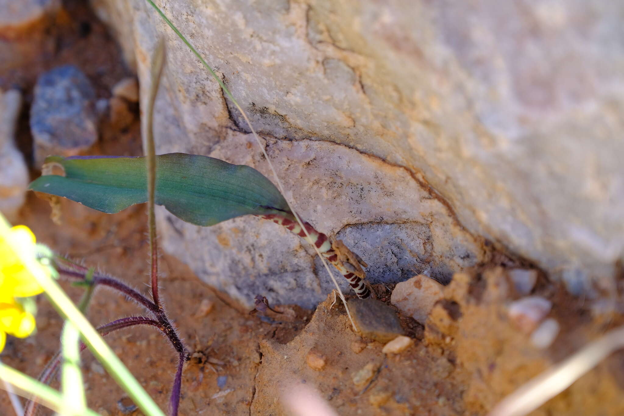 Image of Lachenalia bolusii W. F. Barker