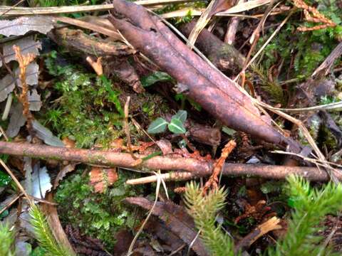 Image of Goodyera similis Blume