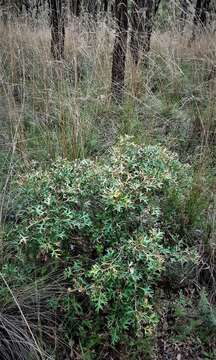 Image of Grevillea ramosissima Meissn.