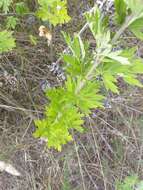 Imagem de Artemisia argyi H. Lév. & Vaniot