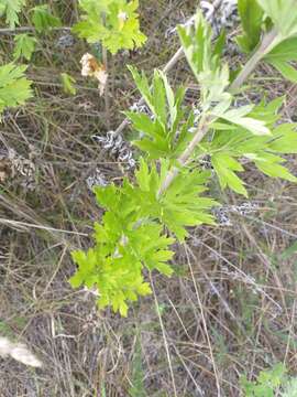 Image of Artemisia argyi H. Lév. & Vaniot