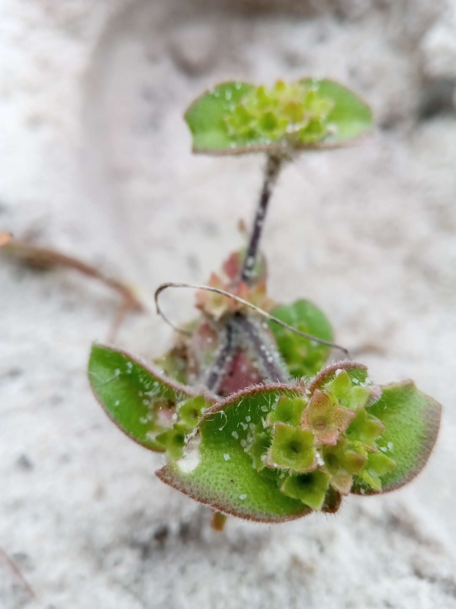 Image de Phialiphora bevazahensis Groeninckx