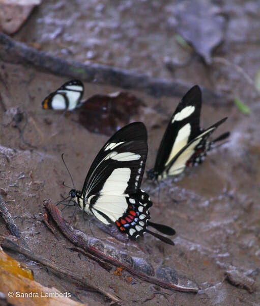 Sivun Papilio torquatus Cramer (1777) kuva