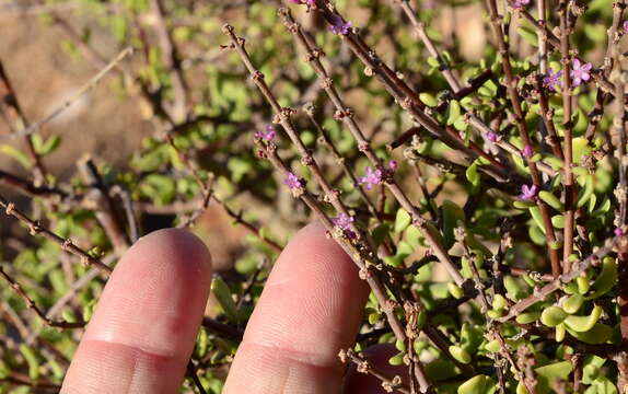 Image of Portulacaria fruticulosa (H. Pearson & Stephens) Bruyns & Klak