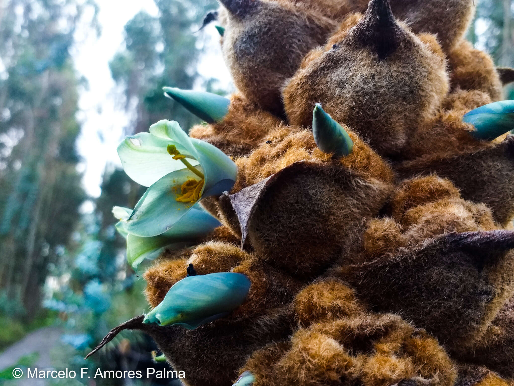 Imagem de Puya glomerifera Mez & Sodiro