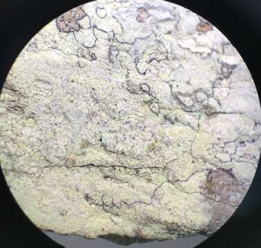 Image of <i>Lecanora floridula</i>