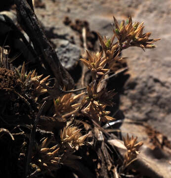 Image of Minuartia meyeri (Boiss.) Bornm.