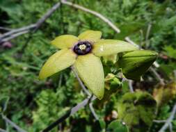 Sivun Matelea quercetorum (Standl.) W. D. Stevens kuva