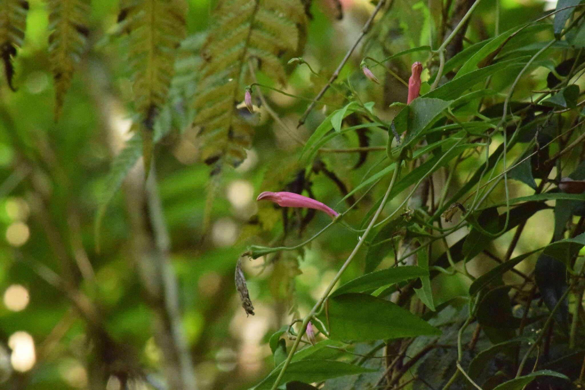 Image of Siphocampylus convolvulaceus (Cham.) G. Don