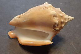 Image of Eastern Pacific fighting conch