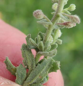 Image of Chaenostoma caeruleum (L. fil.) Kornhall