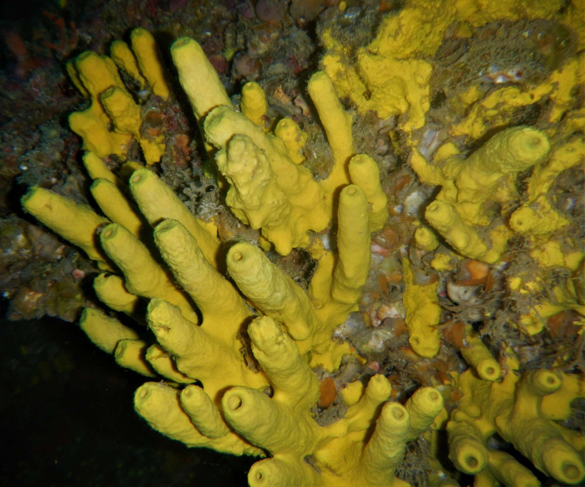 Image of yellow cave-sponge