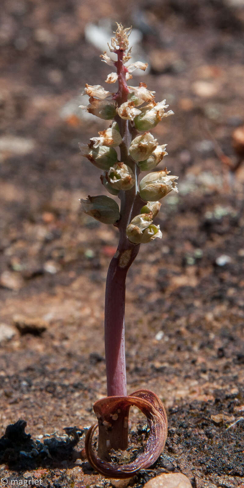 Image of Lachenalia elegans W. F. Barker