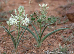 Imagem de Albuca seineri (Engl. & K. Krause) J. C. Manning & Goldblatt