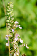 Image of Canada germander