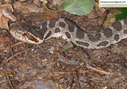 Image of Pere David's Rat Snake