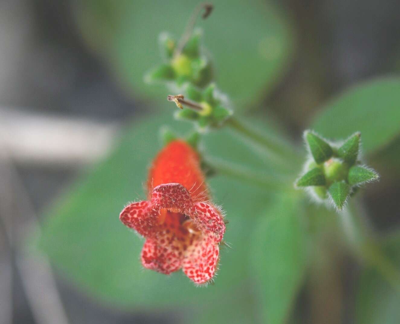 Imagem de Kohleria rugata (Scheidw.) L. P. Kvist & L. E. Skog