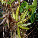 Image de Myrmecophila thomsoniana (Rchb. fil.) Rolfe