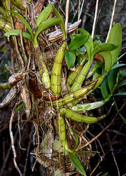 Image of Myrmecophila thomsoniana (Rchb. fil.) Rolfe