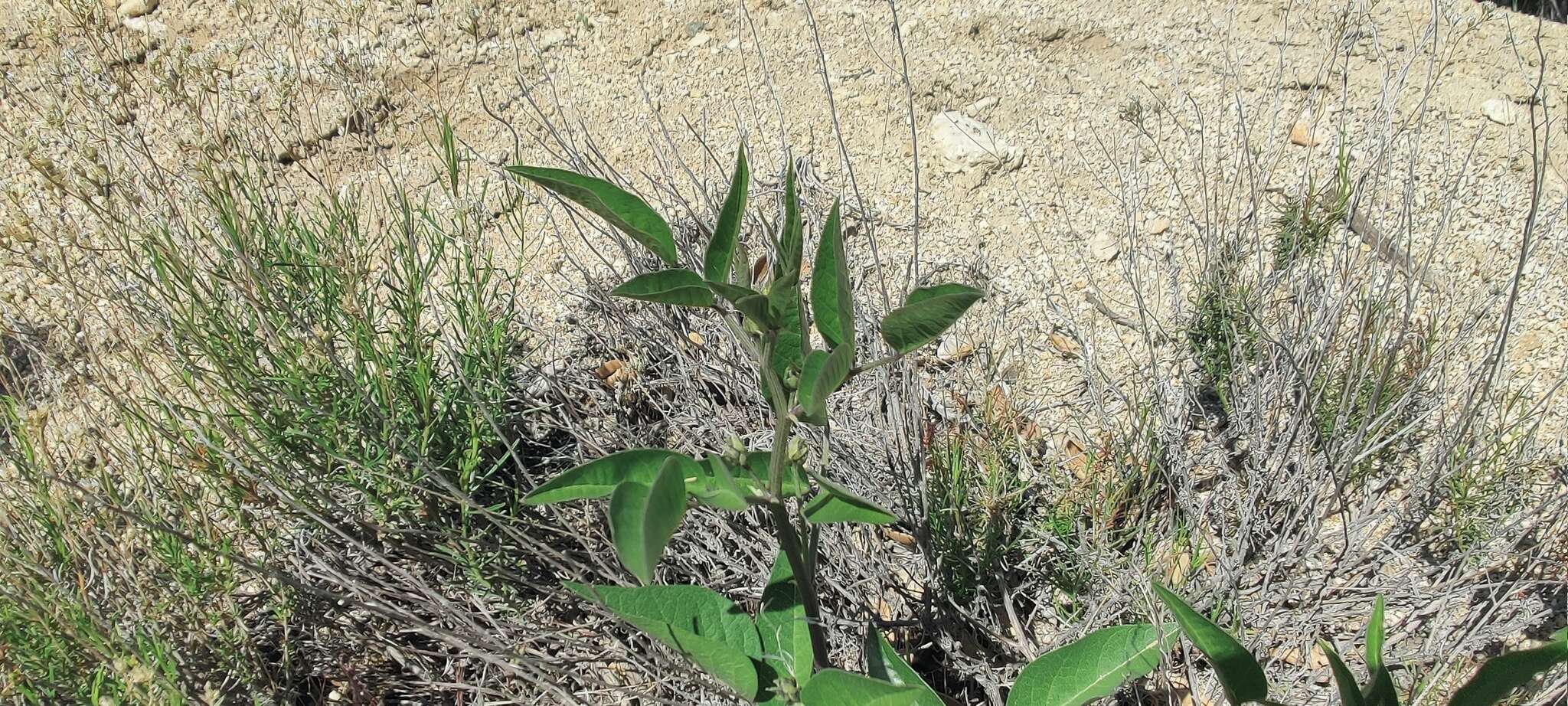 Image of Parish's California tea