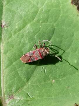 Imagem de Acinocoris