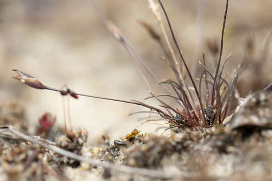 Image of Centrolepis glabra (F. Muell. ex Sond.) Hieron.