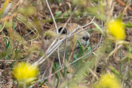 Image of Little Ground Squirrel