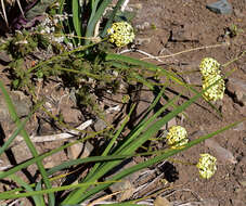 Imagem de Glandularia sulphurea (D. Don) Schnack & Covas