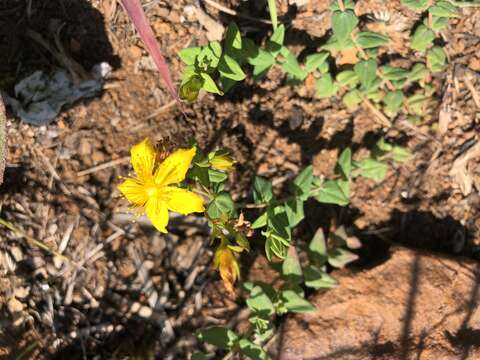 Image of Hypericum aethiopicum subsp. sonderi (Bred.) N. K. B. Robson